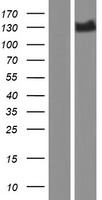 SLC4A4 Human Over-expression Lysate