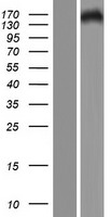 PHLDB2 Human Over-expression Lysate