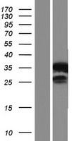 VSIG8 (C1orf204) Human Over-expression Lysate