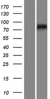 SUN1 Human Over-expression Lysate