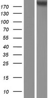 DNMT1 Human Over-expression Lysate