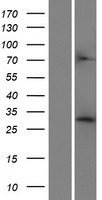 CRYZ Human Over-expression Lysate
