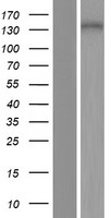 PLEKHG4 Human Over-expression Lysate
