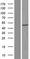 GTPBP3 Human Over-expression Lysate