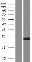 Frequenin (NCS1) Human Over-expression Lysate