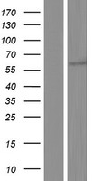 Neurofibromin (NF1) Human Over-expression Lysate