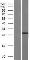 IGF2 Human Over-expression Lysate