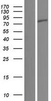 SHTN1 Human Over-expression Lysate