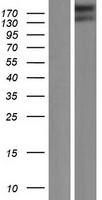 RGPD6 Human Over-expression Lysate