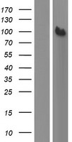 MSF (SEPT9) Human Over-expression Lysate