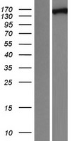 FANCI Human Over-expression Lysate