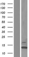 TEN1 Human Over-expression Lysate