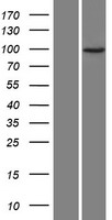 JAKMIP3 Human Over-expression Lysate