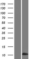 SFTA3 Human Over-expression Lysate