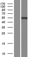 PRAMEF17 Human Over-expression Lysate