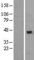 Apolipoprotein H (APOH) Human Over-expression Lysate