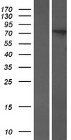 HPS1 Human Over-expression Lysate