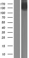 MYBPC3 Human Over-expression Lysate
