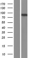 NAGLU Human Over-expression Lysate