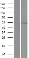 PAH Human Over-expression Lysate