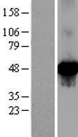 PTEN Human Over-expression Lysate