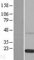 RS1 Human Over-expression Lysate