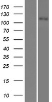 SLC12A3 Human Over-expression Lysate