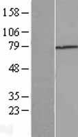 TGFBI Human Over-expression Lysate