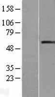 RAG2 Human Over-expression Lysate