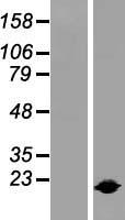 IL1RA (IL1RN) Human Over-expression Lysate