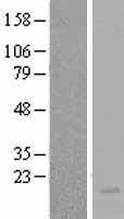 IL3 Human Over-expression Lysate