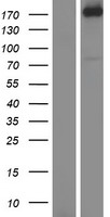 AGL Human Over-expression Lysate
