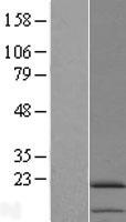 IL11 Human Over-expression Lysate