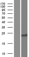 BCL2 Human Over-expression Lysate