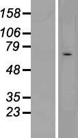 CHRND Human Over-expression Lysate