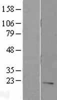 IL7 Human Over-expression Lysate