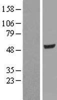 Pancreatic Lipase (PNLIP) Human Over-expression Lysate