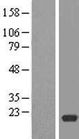 RPL12 Human Over-expression Lysate