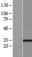 RPL7A Human Over-expression Lysate