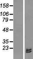 RPL31 Human Over-expression Lysate