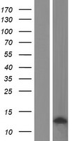 CCL3L3 Human Over-expression Lysate