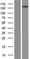 ATP2B2 Human Over-expression Lysate