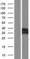 NT5C3 (NT5C3A) Human Over-expression Lysate