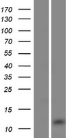 BPY2 (BPY2C) Human Over-expression Lysate