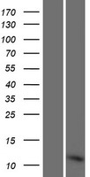 RPLP1 Human Over-expression Lysate