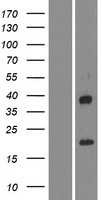 IGFL4 Human Over-expression Lysate