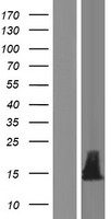 IGFL2 Human Over-expression Lysate