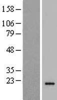 TMEM220 Human Over-expression Lysate