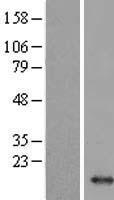 HBM Human Over-expression Lysate