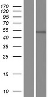 RBMS3 Human Over-expression Lysate